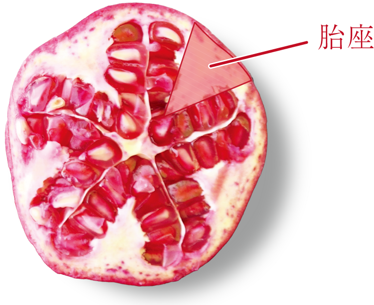 食べるルビー
