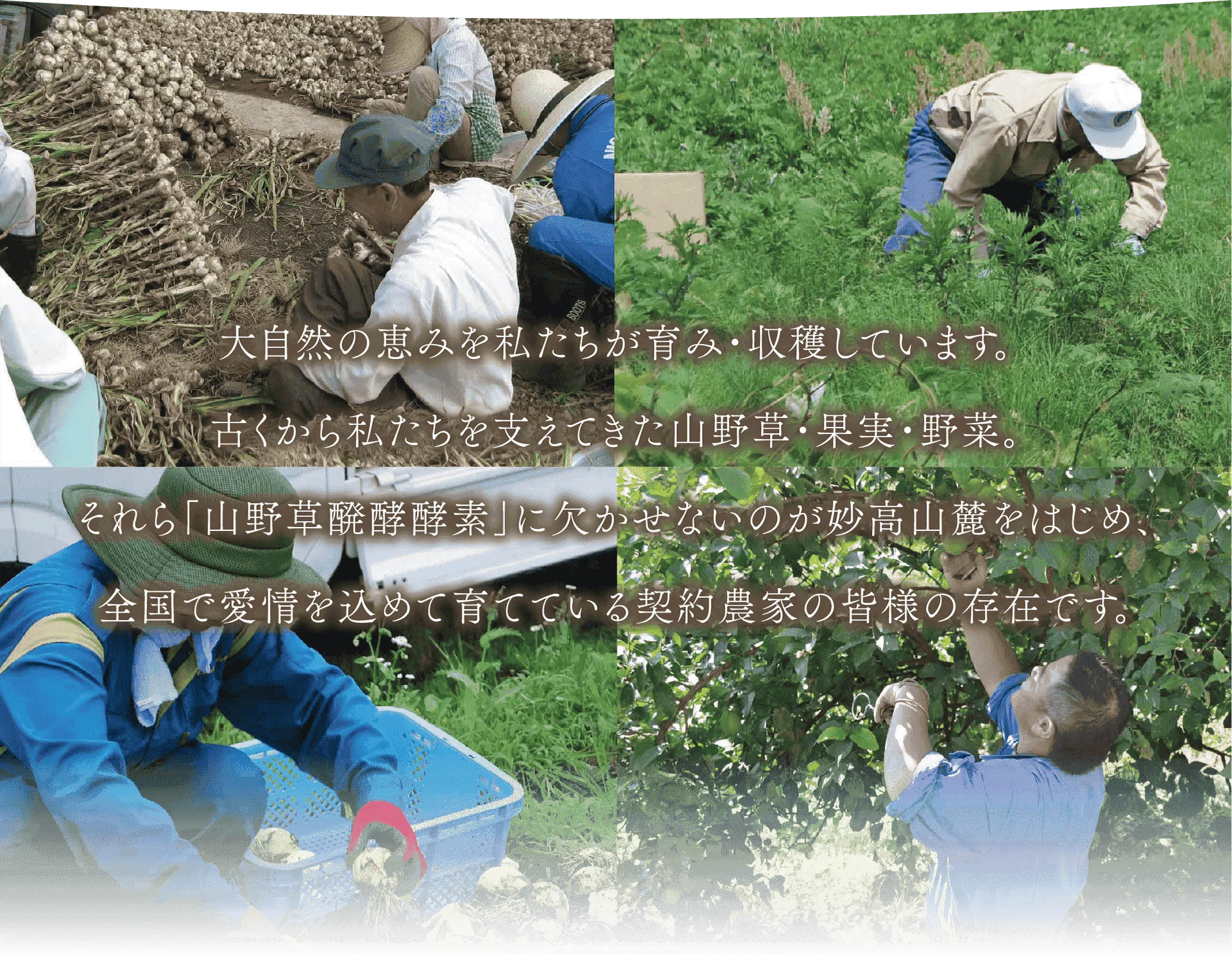 大自然の恵みを私たちが育み・収穫しています。古くから私たちを支えてきた山野草・果実・野菜。
それら「山野草醗酵酵素」に欠かせないのが妙高山麓をはじめ、全国で愛情を込めて育てている契約農家の皆様の存在です。