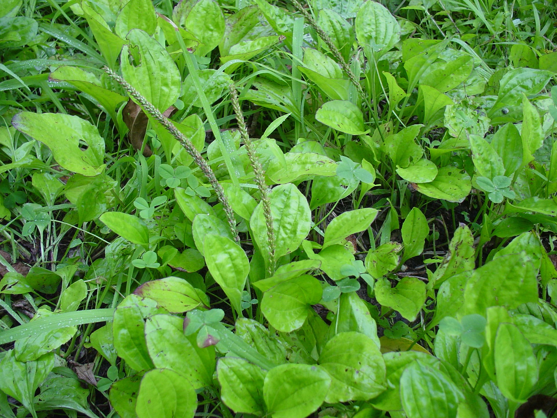 滋養たっぷりの山野草群